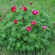 Paeonia tenuifolia 