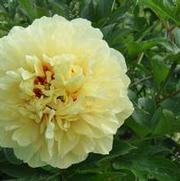 Paeonia Itoh Hybrid Garden Treasure