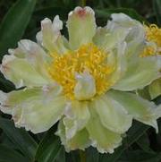 Paeonia lactiflora Green Lotus