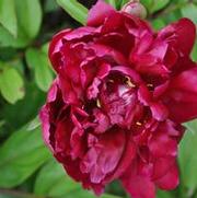 Paeonia lactiflora Grover Cleveland