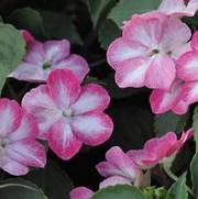 Impatiens walleriana Super Elfin XP Rose Starburst