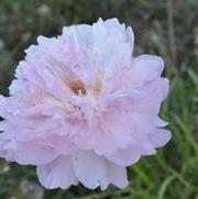 Paeonia lactiflora LaDonna