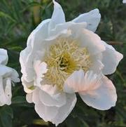 Paeonia lactiflora Louise Marx