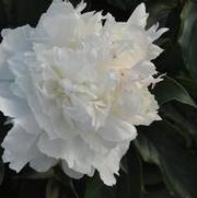 Paeonia lactiflora Madame de Verneville