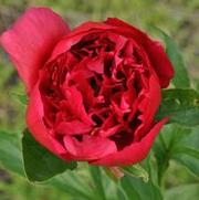 Paeonia lactiflora Many Happy Returns