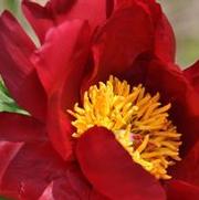 Paeonia lactiflora Merry Mayshine