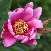 Paeonia lactiflora Mikado