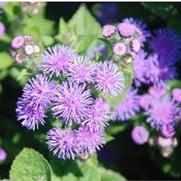 Ageratum Artist ™ Series