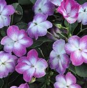 Impatiens walleriana Super Elfin XP Violet Starburst