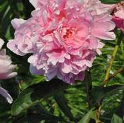 Paeonia lactiflora Monsieur Jules Elie