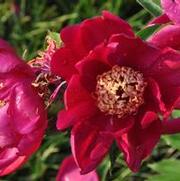 Paeonia lactiflora Nippon Beauty