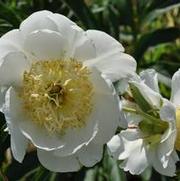 Paeonia lactiflora Prairie Star