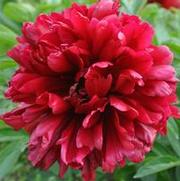 Paeonia lactiflora Red Grace