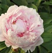 Paeonia lactiflora Sarah Bernhardt