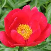 Paeonia lactiflora Scarlet O'Hara