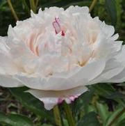 Paeonia lactiflora Shirley Temple