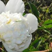 Paeonia lactiflora Snow Mountain