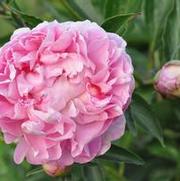 Paeonia lactiflora Souvenir de Louis Bigot