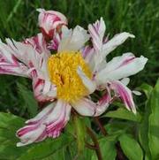 Paeonia lactiflora Twitterpated