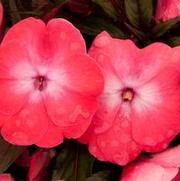 Impatiens hawkeri Infinity® series