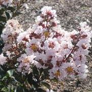 Lagerstroemia indica Burgundy Cotton®