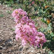 Lagerstroemia indica Potomac