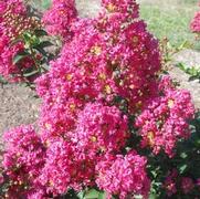 Lagerstroemia indica x fauriei Tonto