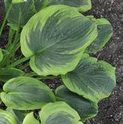 Hosta A Many-Splendored Thing