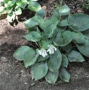 Hosta Abiqua Drinking Gourd