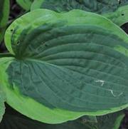 Hosta Abiqua Moonbeam