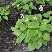 Hosta Abiqua Recluse