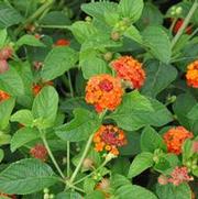 Lantana camara Chipotle™ Flare