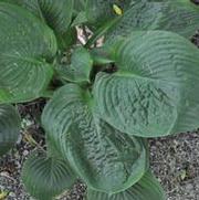 Hosta Blue Umbrellas