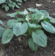 Hosta Bressingham Blue