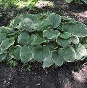 Hosta Christmas Tree