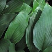 Hosta clausa var. stolonifera 