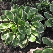 Hosta Diana Remembered