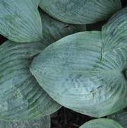 Hosta Dorset Blue