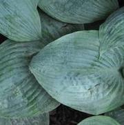 Hosta Dorset Blue