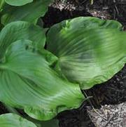 Hosta Embroidery