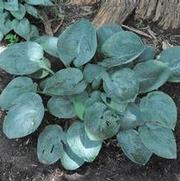 Hosta Fragrant Blue