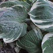 Hosta Fragrant Bouquet