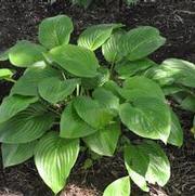 Hosta Fried Bananas