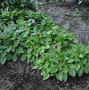 Hosta Gold Drop