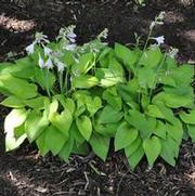 Hosta Gold Edger