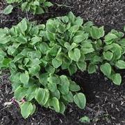 Hosta Golden Tiara