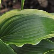 Hosta Grand Tiara