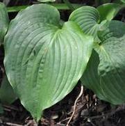 Hosta Green Pie Crust