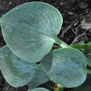 Hosta Hadspen Blue