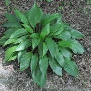 Hosta Harvest Dandy